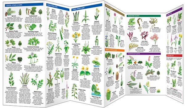 Edible Wild Plants – Waterford Press