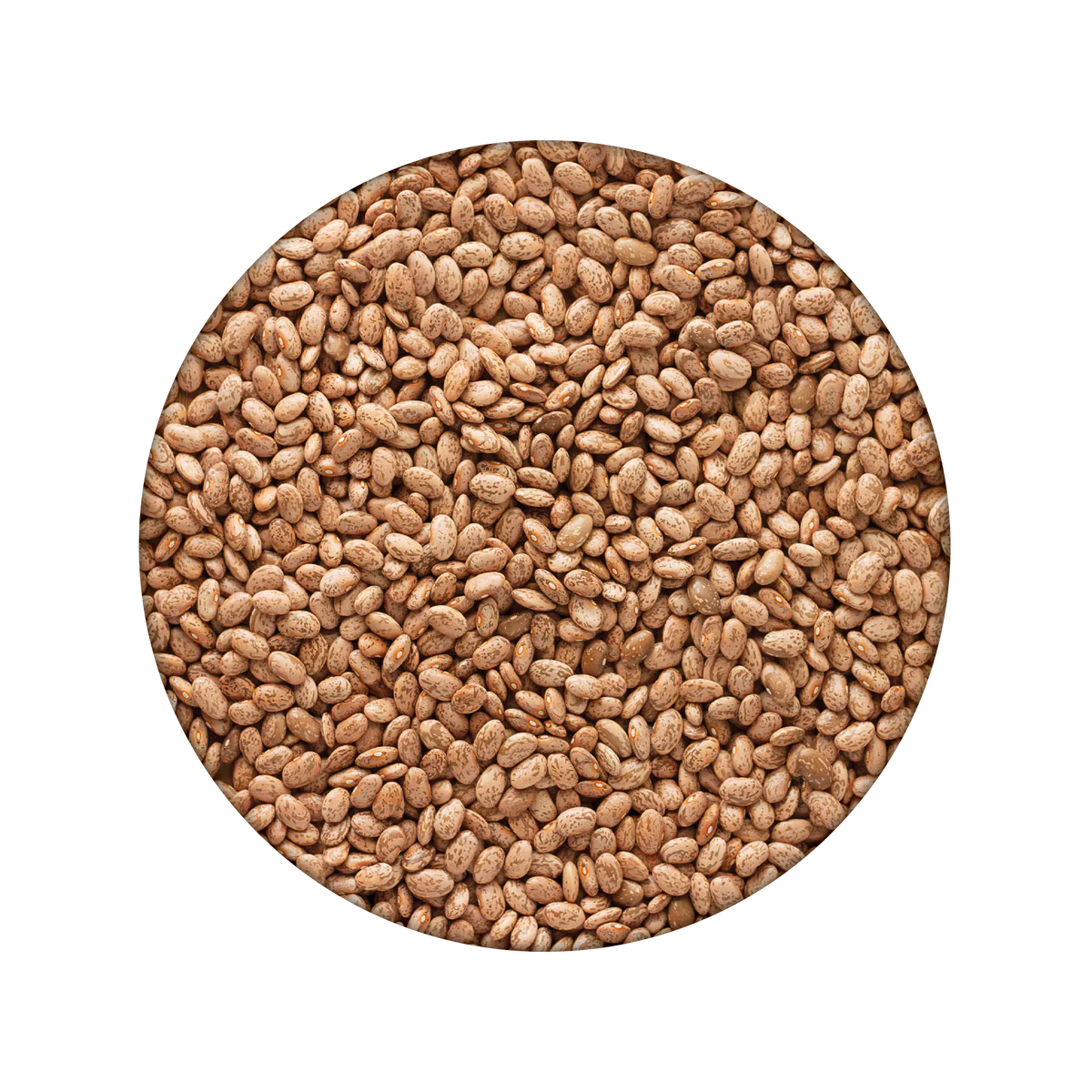 Pinto Beans #10